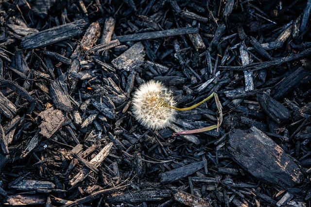 Hope never dies