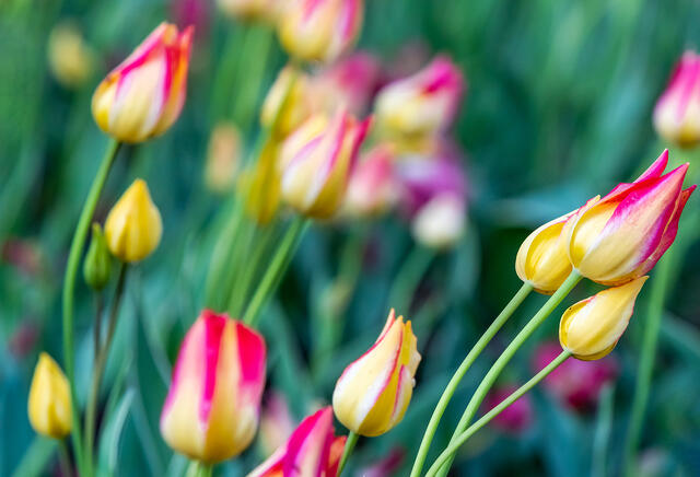 Canadian Tulip Festival in Ottawa