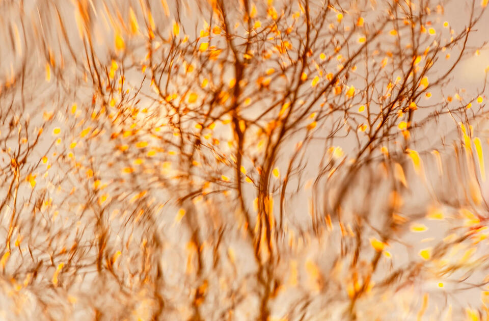 The scent of autumn print