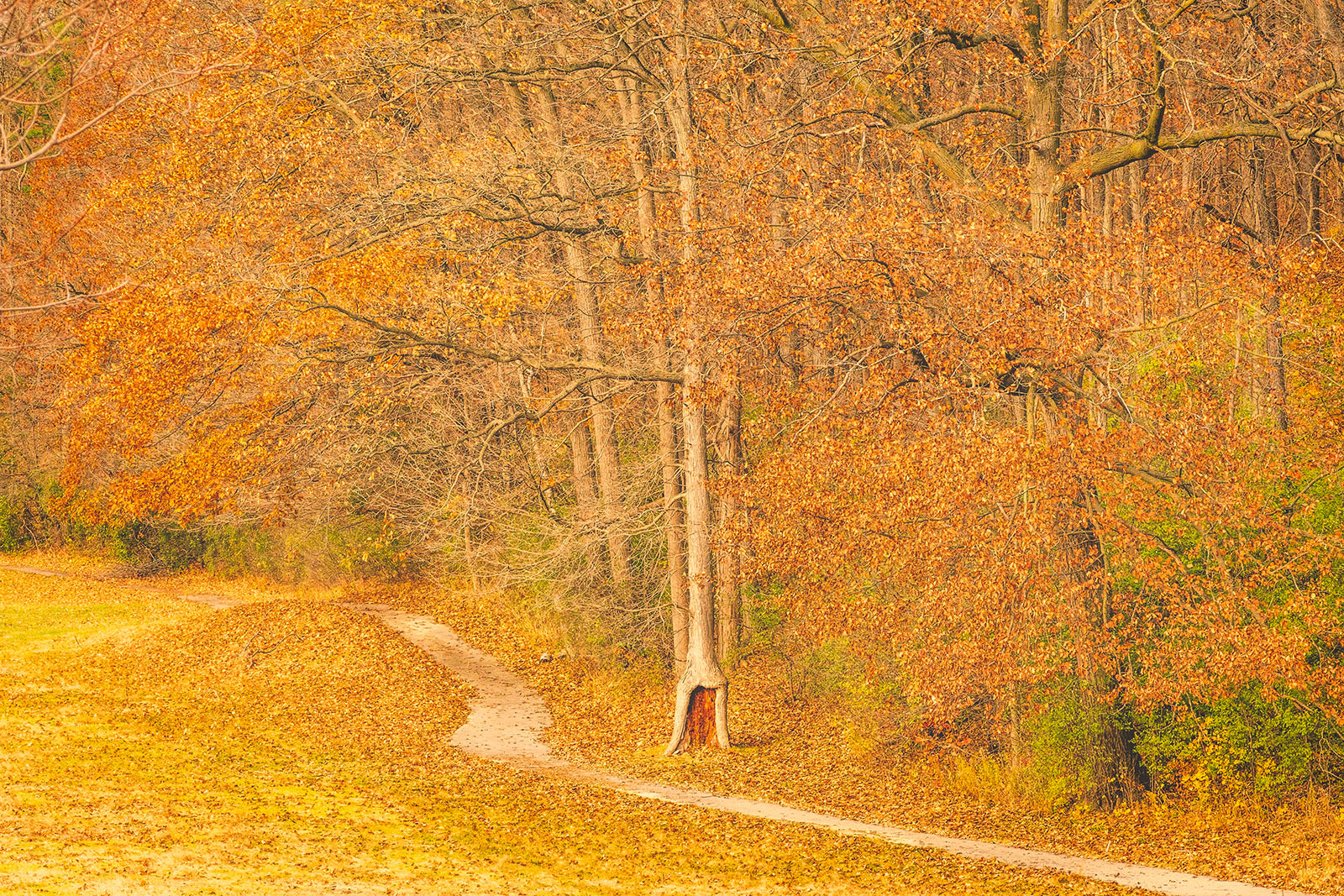 The road we took in autumn